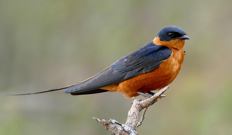 Red-bellied swallow